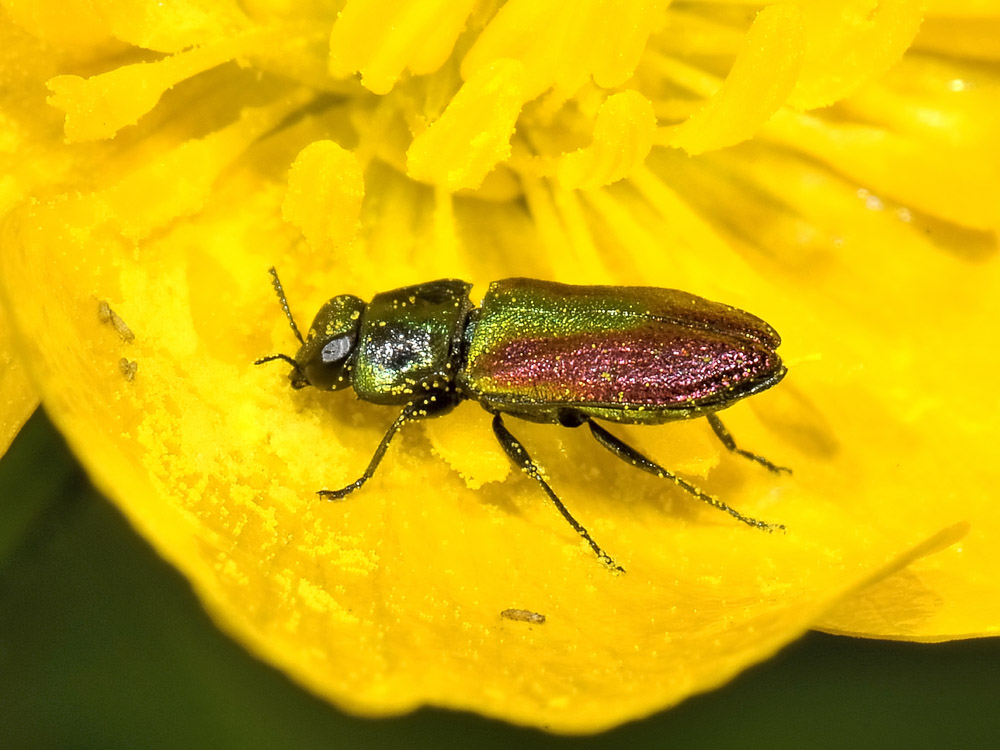 Anthaxia fulgurans?